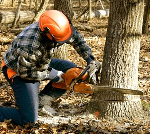 Tree Removal in Johnston, RI